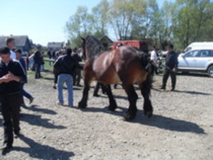 14278144_FRPVKVCHC - Expozitie cai Radauti