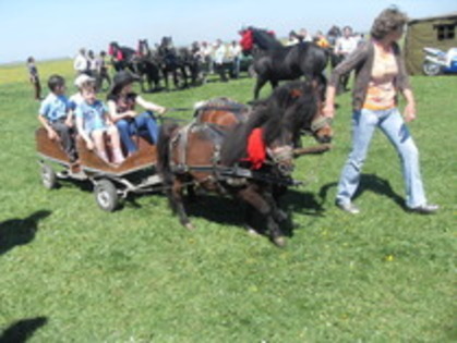 14278146_ILTJWJCYR - Expozitie cai Radauti