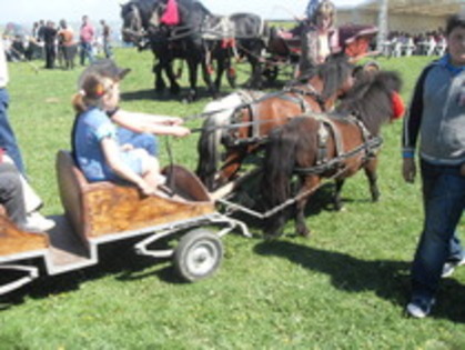 14278147_IBWNEFKVD - Expozitie cai Radauti