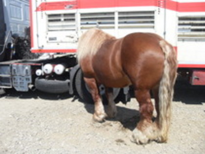 14278150_RXWUFINPE - Expozitie cai Radauti