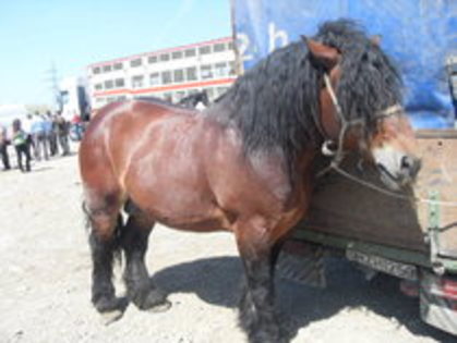 14278151_WRDOAFKNJ - Expozitie cai Radauti