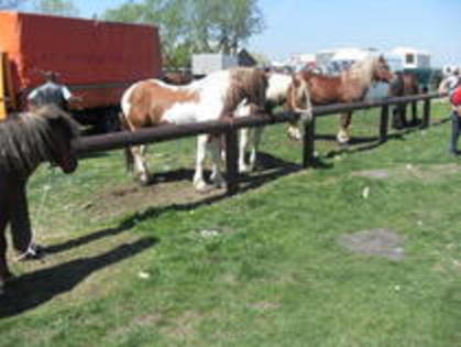 14278164_GQHFAQYZR - Expozitie cai Radauti