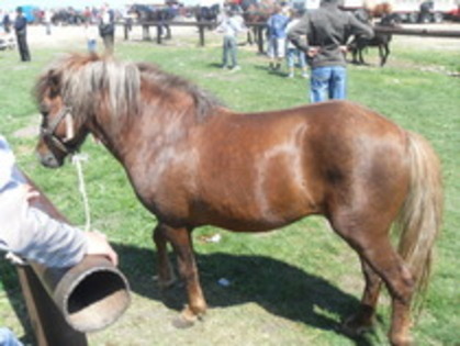 14278181_YXQAPSRRL - Expozitie cai Radauti