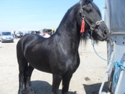 14278203_FEHPAMIUP - Expozitie cai Radauti