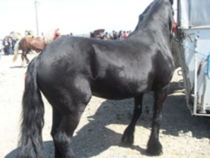 14278207_ADSDZDSJO - Expozitie cai Radauti