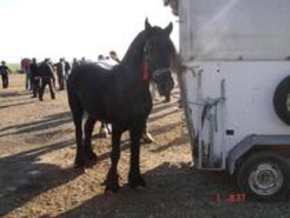 14672867_WQGVVFAXN - Expozitie cai Radauti