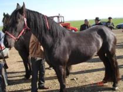 14672880_EKWSMKULU - Expozitie cai Radauti