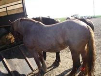 14672893_EKAYXRZYT - Expozitie cai Radauti