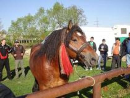 14672896_PPHEIBWGZ - Expozitie cai Radauti