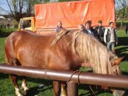 14672897_ZAPNEZOCW - Expozitie cai Radauti