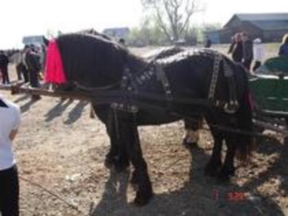 14672905_OVPJOLZRJ - Expozitie cai Radauti