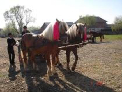 14672906_UNXVJHFFY - Expozitie cai Radauti