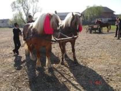 14672908_JIMSCPSZT - Expozitie cai Radauti