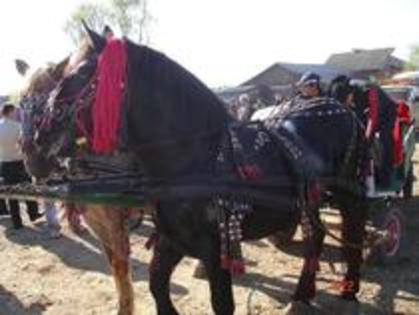 14672910_ACSUDAAPR - Expozitie cai Radauti