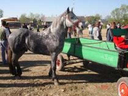 14672914_OHJKOAKPT - Expozitie cai Radauti