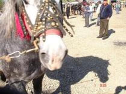 14672918_LGDFATLTV - Expozitie cai Radauti