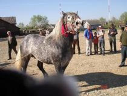 14672921_PKVXZCHKR - Expozitie cai Radauti