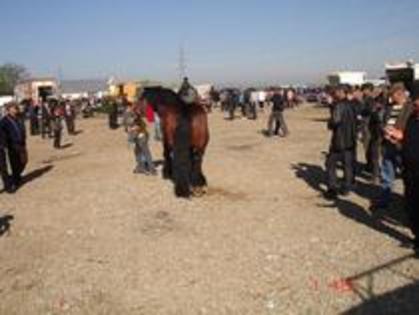 14672928_DXJOLFEVT - Expozitie cai Radauti