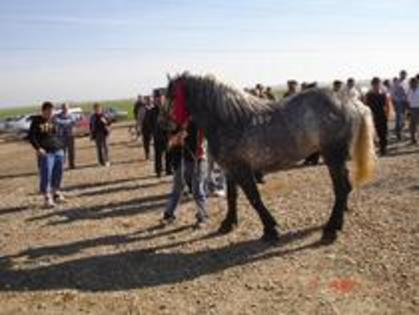 14672930_PVLYHTGLX - Expozitie cai Radauti