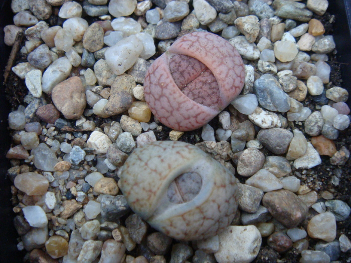 DSC01769 - Lithops