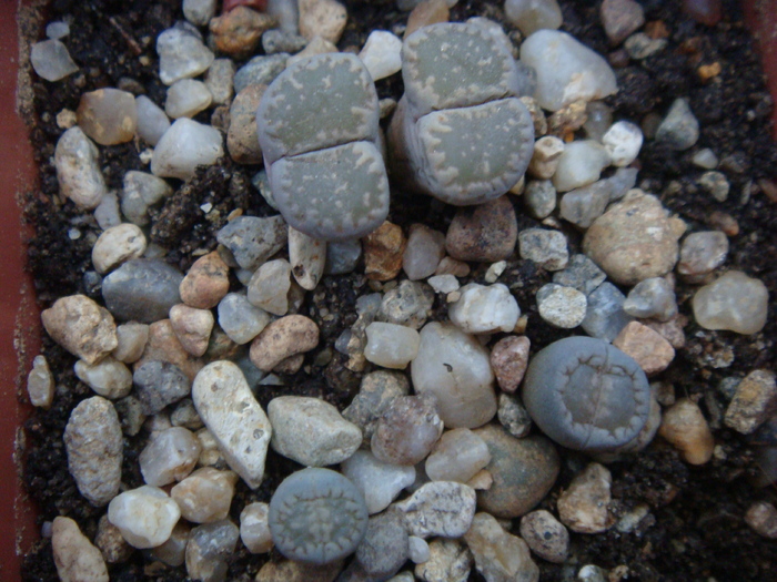 DSC01765 - Lithops