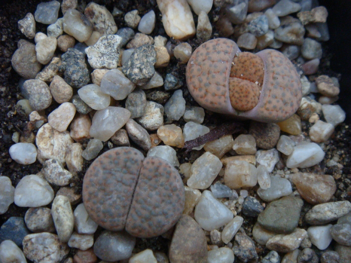 DSC01767 - Lithops