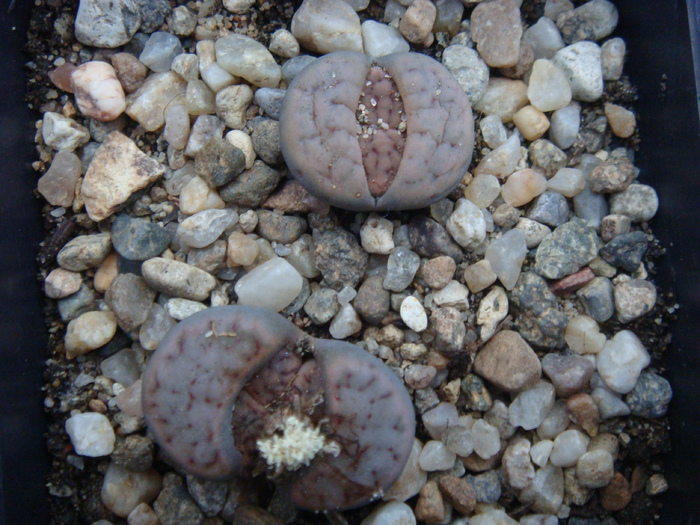 DSC01768 - Lithops