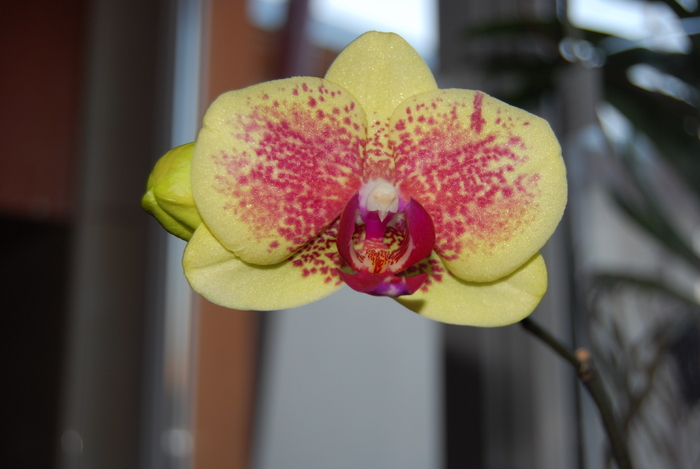 DSC_0032 - Phalenopsis 2011