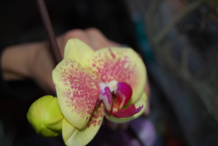 DSC_0026 - Phalenopsis 2011