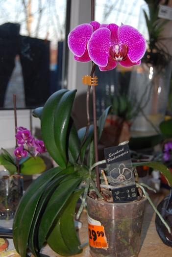 DSC_0031 - Phalenopsis 2011