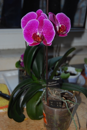 DSC_0035 - Phalenopsis 2011