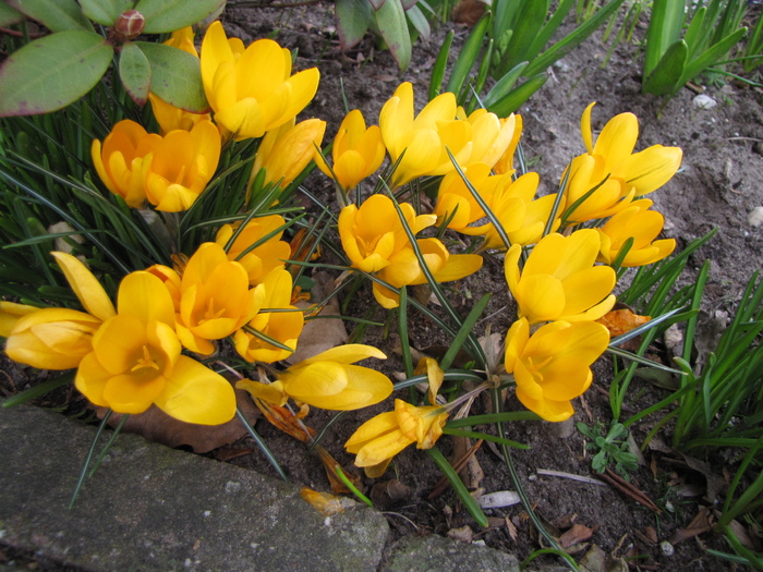 Crocusi 12 mart 2011 (1) - crocus - branduse