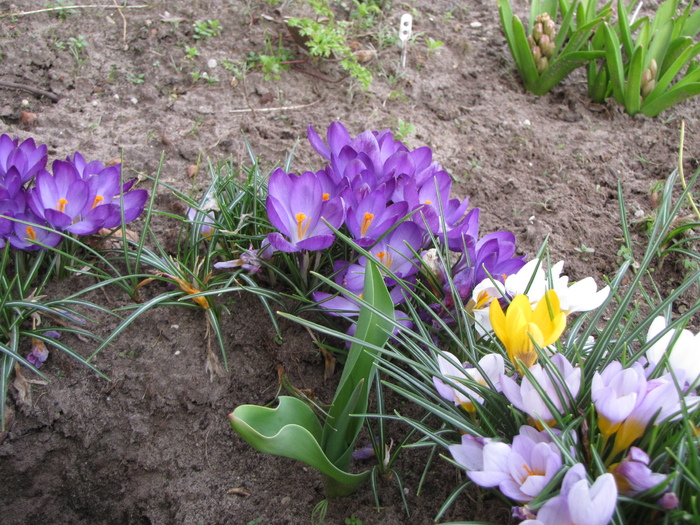 Crocusi 12 mart 2011 (2)