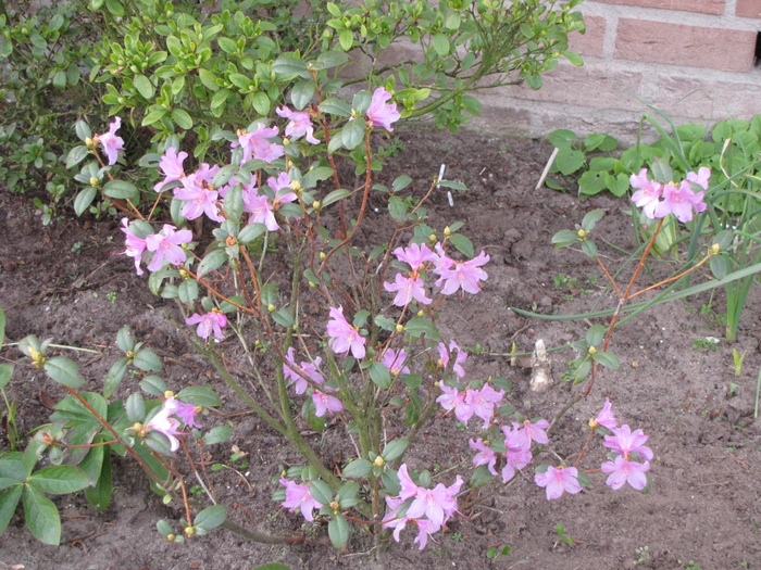 Rhododendron Praecox 12 mart 2011 (1)