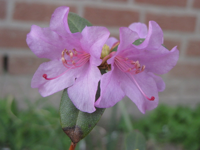 Rhododendron Praecox 12 mart 2011 (2) - rhododendron