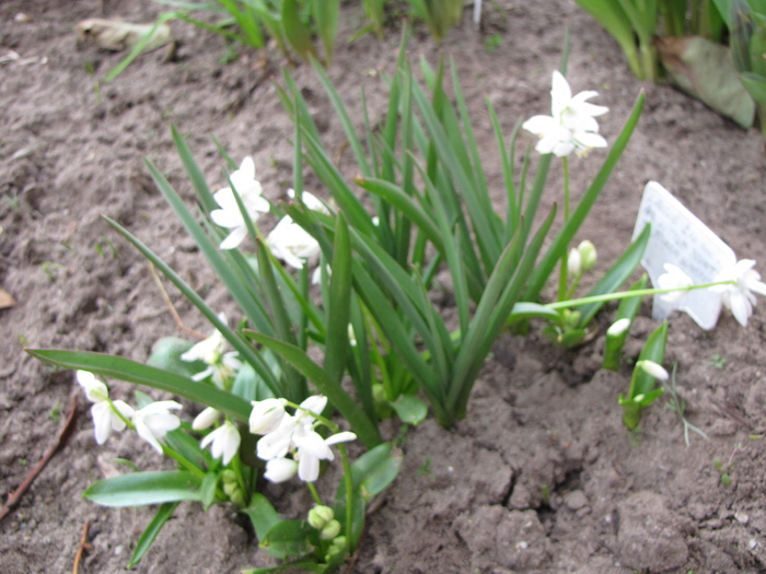 Scilla Siberica 12 mart 2011