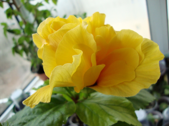 DSC02422 - 0 hibiscus