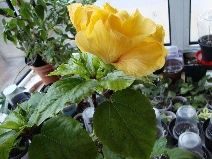 DSC02427 - 0 hibiscus