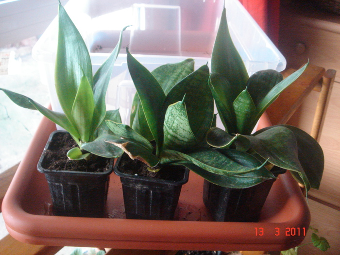 sansevieria pitica 15-20 cm inaltime 5 ron - DISPONIBIL