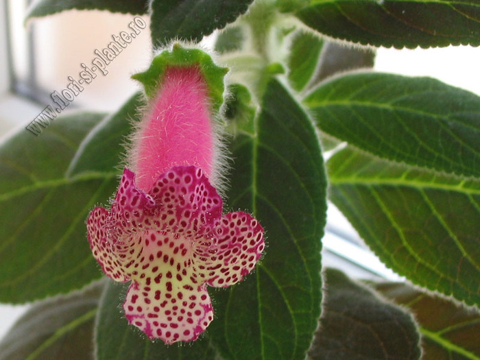 Kohleria Yf\'s Tova 2