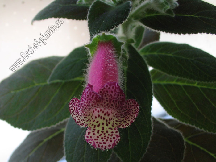 Kohleria Yf\'s Tova 3