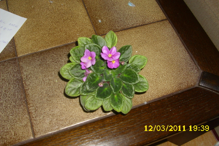 violeta mov - plantele mele