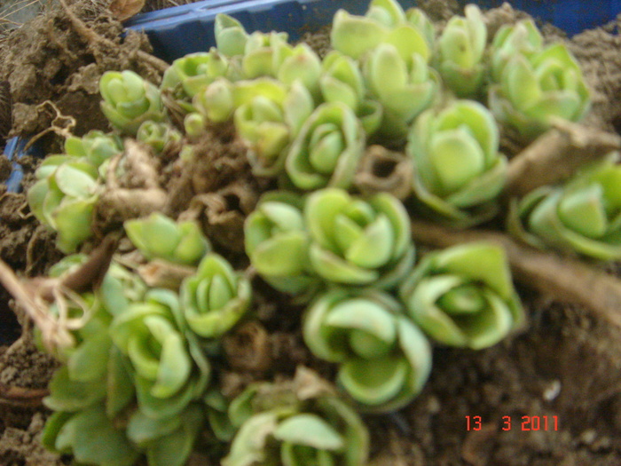 sedum 5 ron - DISPONIBIL