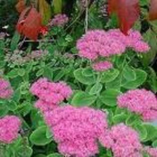 sedum planta inflorita - DISPONIBIL