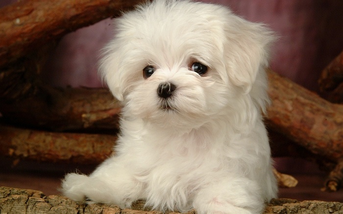 white_cute_dogie-1280x800