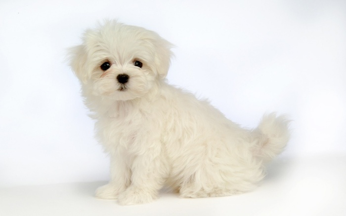 white_little_puppy-1280x800 - poze catelusi