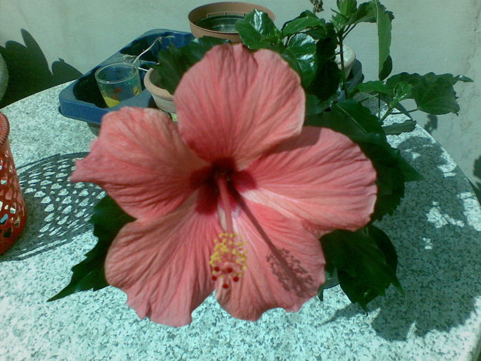 13032011(001) - hibiscus 2011