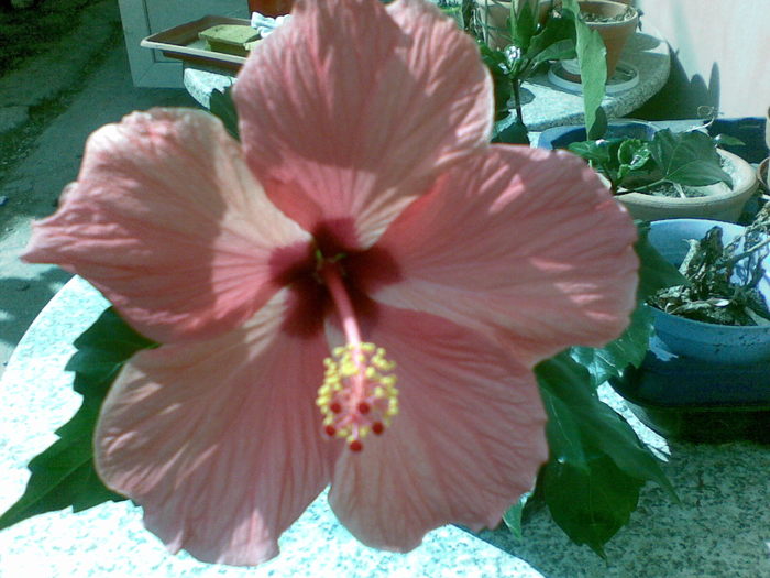 13032011 - hibiscus 2011