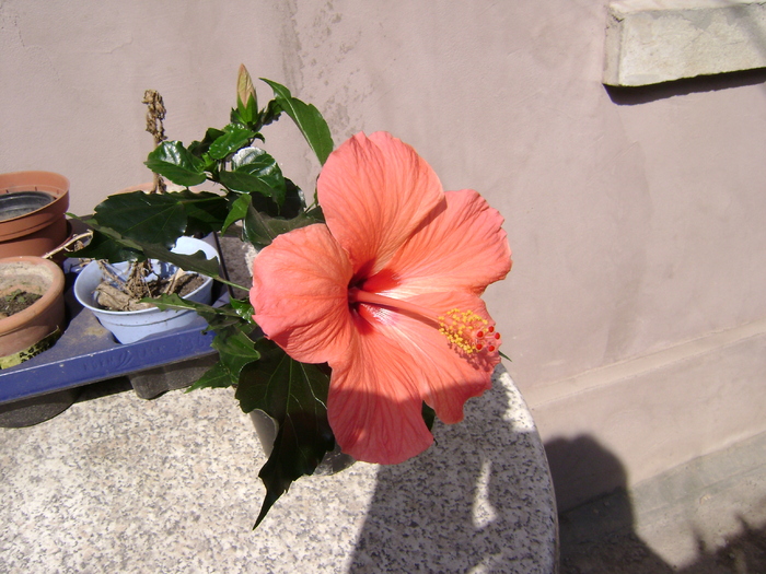 DSC05792 - hibiscus 2011