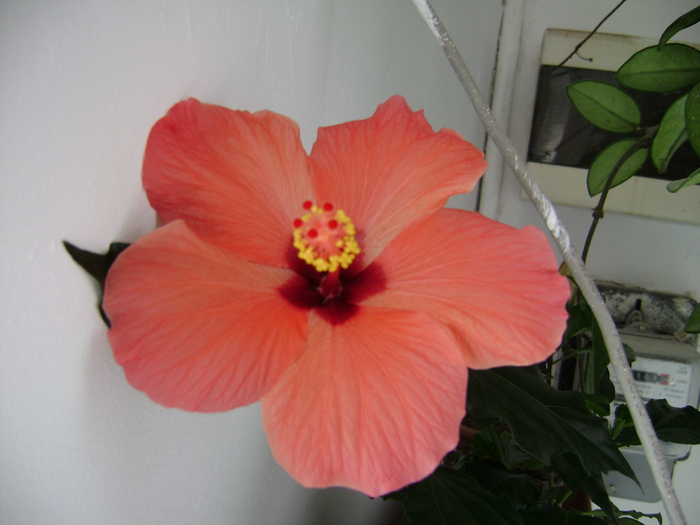 DSC05785 - hibiscus 2011